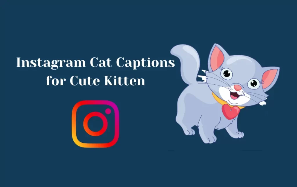 Instagram Cat Captions for Cute Kitten