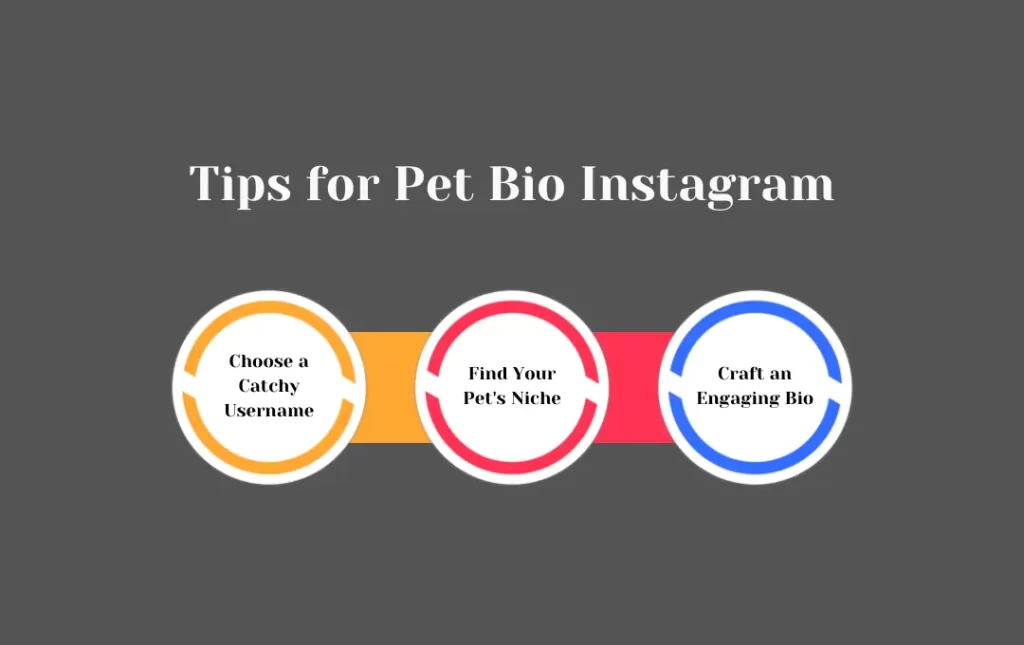 Infographics: Pet Bio for Instagram