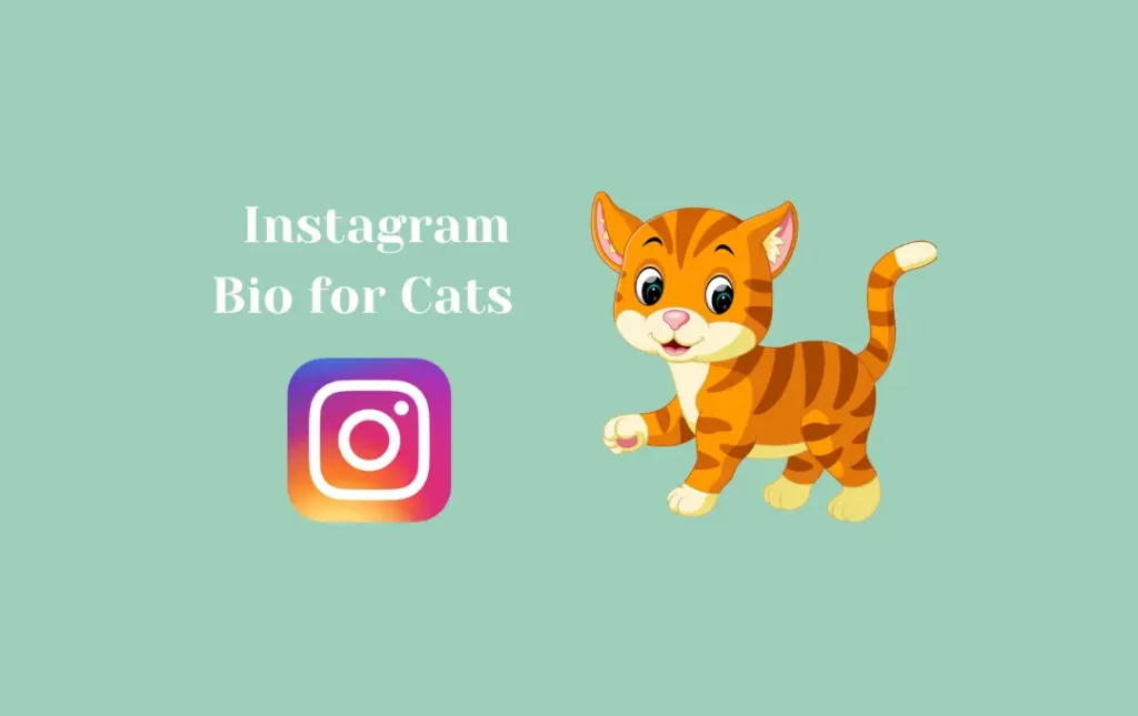 Instagram Bio for Cats