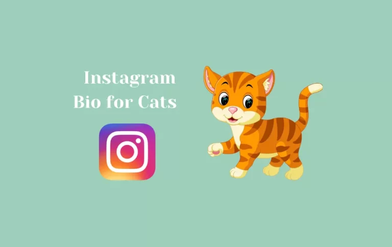 Best Instagram Bio for Cats | Cat Captions for Instagram