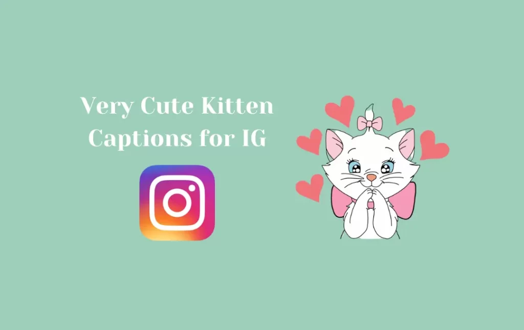 Very Cute Kitten Captions for IG