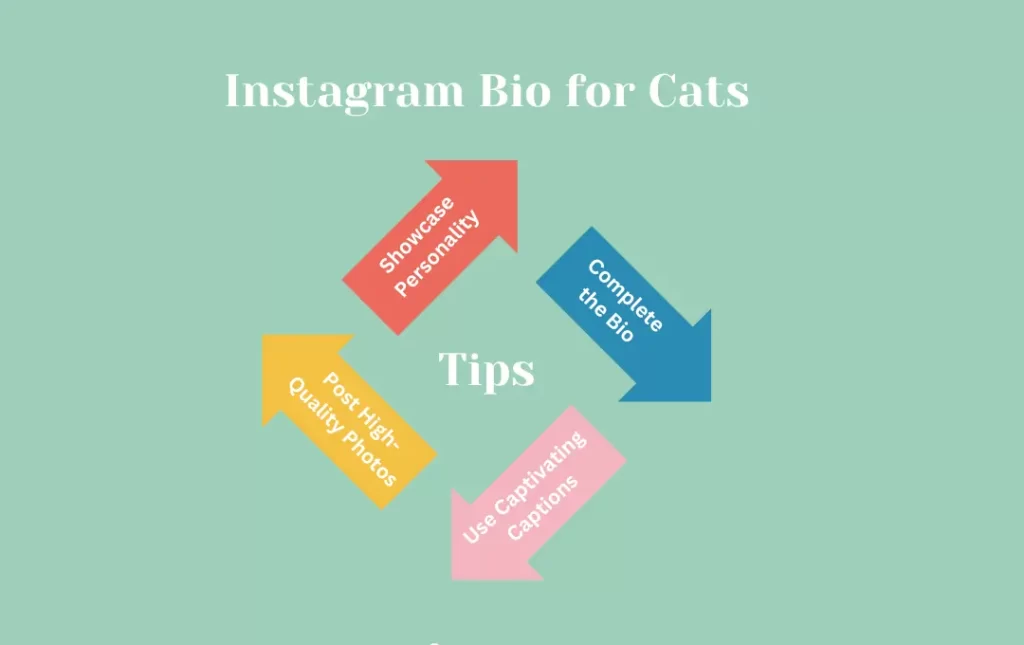 Infographics: Tips for Cats Instagram Bio 
